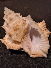 Bufonaria nobilis d'occasion  Saint-Aygulf