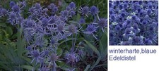 Blaue distel pflanze gebraucht kaufen  Kaiserslautern