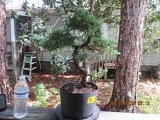 Specimen bonsai tree for sale  Gainesville