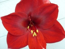 Amaryllis bulb mandela for sale  Greenwood