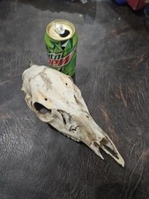 Real whitetail doe for sale  Knoxville