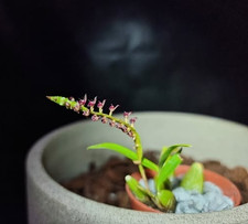 mini orchids for sale mini orchids for sale LONDON