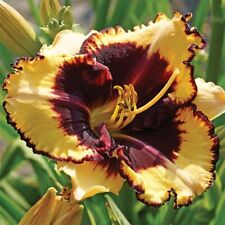 Hemerocallis tiger blood for sale  LAMPETER