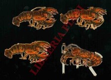 Cromolitografie vittoriane cro usato Cromolitografie vittoriane cro usato  Italia