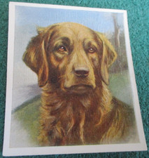 Godfrey phillips puppies for sale  BIDEFORD