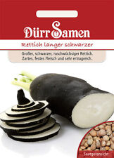 Winterrettich langer schwarzer gebraucht kaufen  Pulheim