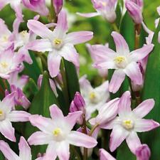 Chionodoxa pink giant for sale Chionodoxa pink giant for sale  PRESTON