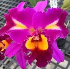 orchid pot beautiful plant for sale  Bogalusa