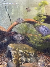 Convict cichlids 4inches for sale  Amherst