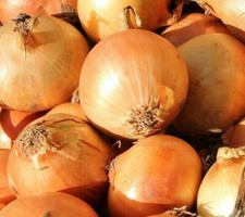 Organic yellow onion for sale  Fabius