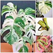 Monstera albo nodi usato  Spedire a Italy