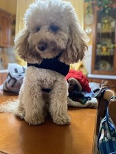 Cappottini cane usato  Canino