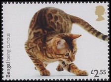 4679 cats bengal for sale  Cupertino