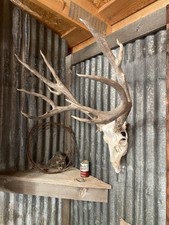 Mule deer rack for sale  Show Low