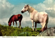 Famous connemara ponies for sale  Shelby
