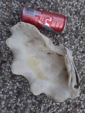 Benitier coquillage 1kg450 d'occasion  Besançon