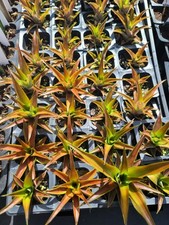 Ornamental red pineapple for sale  Daytona Beach
