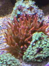 Rose bubble tip for sale  LEICESTER