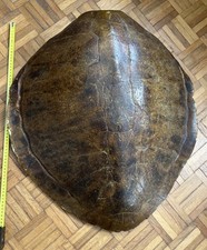 tortue taxidermie d'occasion tortue taxidermie d'occasion  Vigneux-sur-Seine