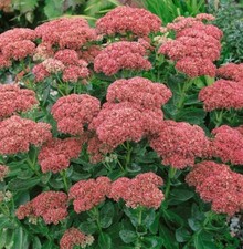 Sedum herbstfreude autumn for sale  ILFORD