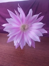 Flowering cactus echinopsis for sale  WESTON-SUPER-MARE