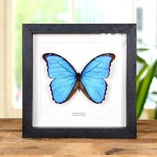 Blue morpho taxidermy for sale  HITCHIN
