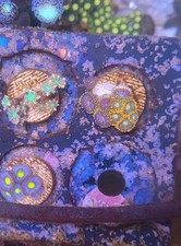 Zoanthid coral pack for sale  Bountiful