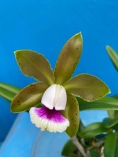 Cattleya tenuis orchid for sale  San Francisco