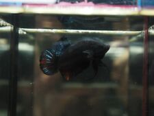 Pair fighting fish for sale  Shipping to Ireland