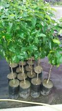 Navelate orange fruit usato  Altamura