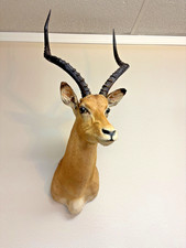 Authentic impala taxidermy for sale  Houston