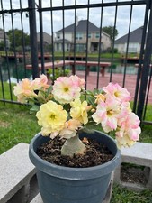 outdoor rose plants for sale outdoor rose plants for sale Houston
