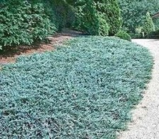 Creeping juniper ground for sale  Russell