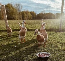 Fawn white indian for sale  Chazy