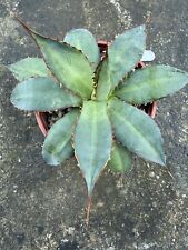 agave for sale  BRIGHOUSE