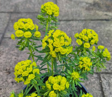 Euphorbia unusual perennial for sale  BARGOED
