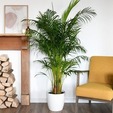 Areca dypsis palm for sale  UK