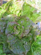 Baquieu winterkopfsalat saatgu gebraucht kaufen  München