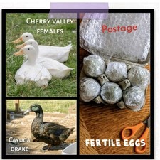 Fertile duck eggs for sale  CHESTERFIELD