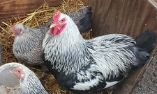 beautiful brahma for sale  Ubly