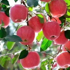 Japanese fuji apple for sale  Aumsville