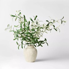 Olive leaf potted for sale  USA