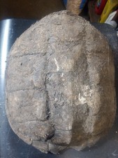 Common snapping turtle for sale  Kelley