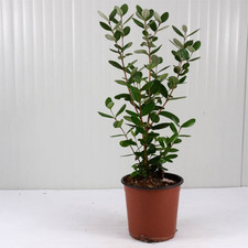 Pianta feijoa sellowiana usato  Terlizzi