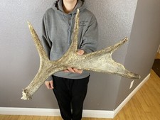 Shiras moose shed for sale  Moscow