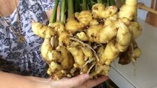 Year organic ginger for sale  FELTHAM