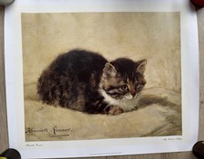 Parson kitten henriëtte for sale Parson kitten henriëtte for sale  COLCHESTER