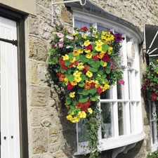 Nasturtium hanging basket for sale  MALDON