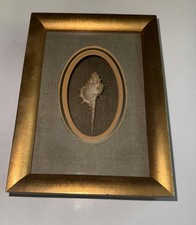Vintage framed murex for sale  Greenville