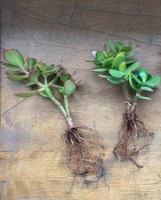 Houseplant rooted jade for sale  WEST BROMWICH